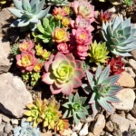 Are you dreaming of a beautiful garden but dread the upkeep? You're not alone! In this article, I’ll share nine low-maintenance plants that will transform your space without demanding all your time. From vibrant succulents to fragrant lavender, these options are easy to care for and visually stunning. Let’s dive into plant choices that keep your garden thriving with minimal effort!