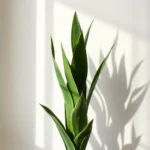 Looking to liven up your home decor? Indoor plants can transform any space beautifully. They not only add color but also improve air quality. In this post, I'll share ten stunning indoor plants that will elevate your home. From the low-maintenance Snake Plant to the eye-catching Monstera, there’s something for everyone. Let’s dive into the plants that can enhance your living space and make it feel more vibrant!